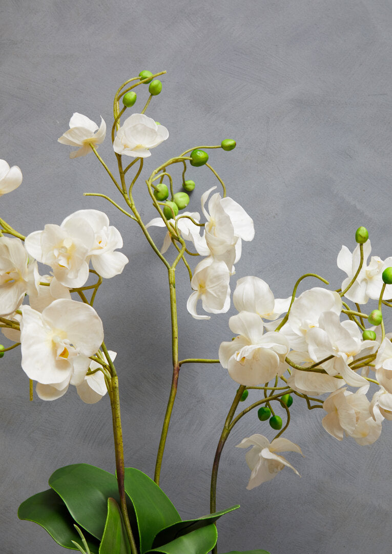 Fiori White Orchid Plant