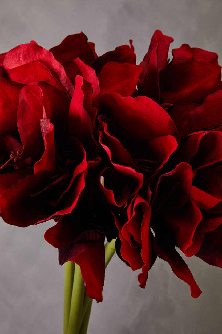 Fiori 72cm Amarylilis Stem Burgundy