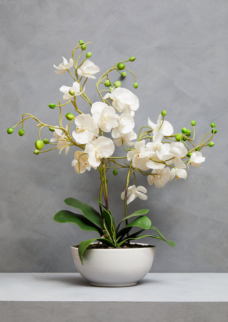 Fiori White Orchid Plant