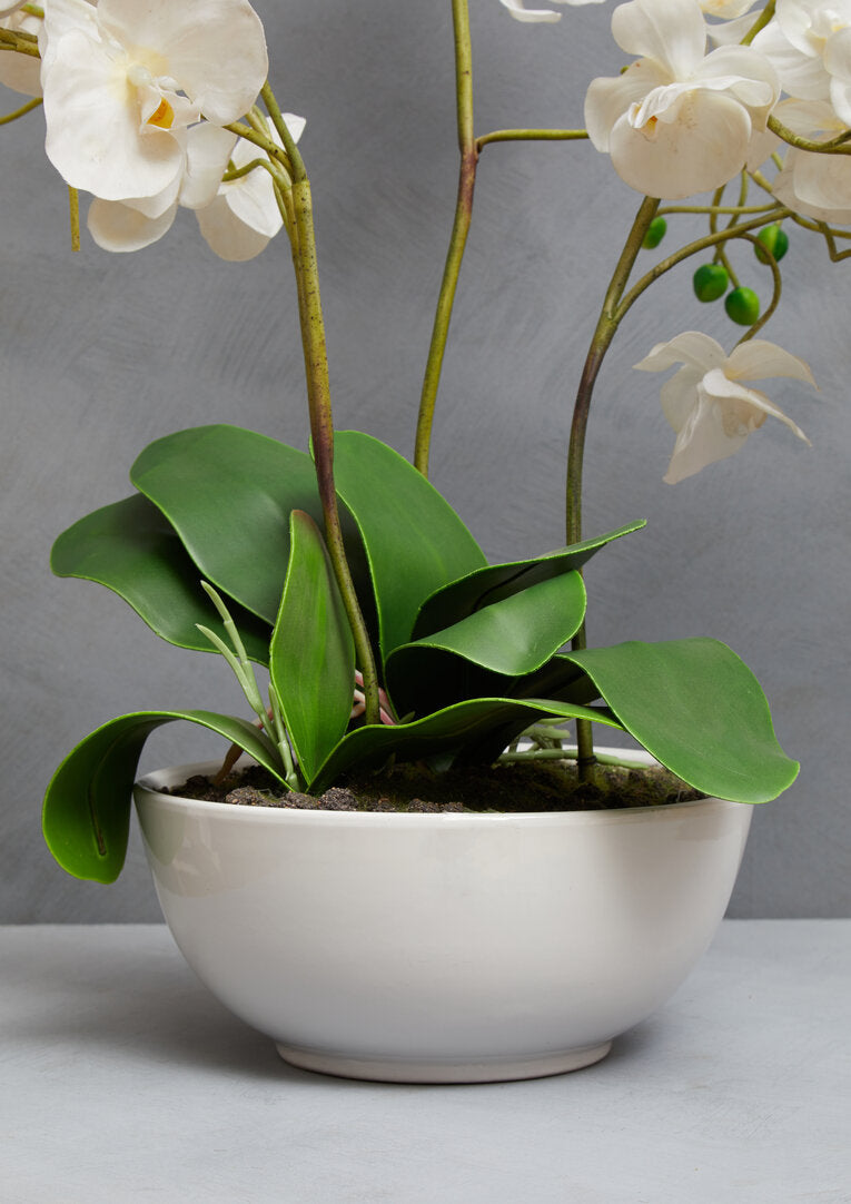 Fiori White Orchid Plant