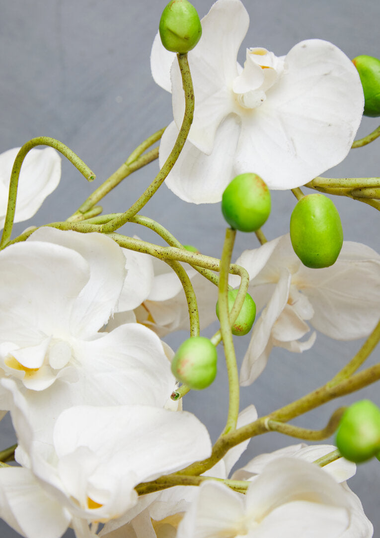 Fiori White Orchid Plant