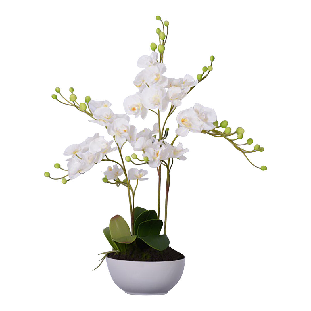 Fiori White Orchid Plant