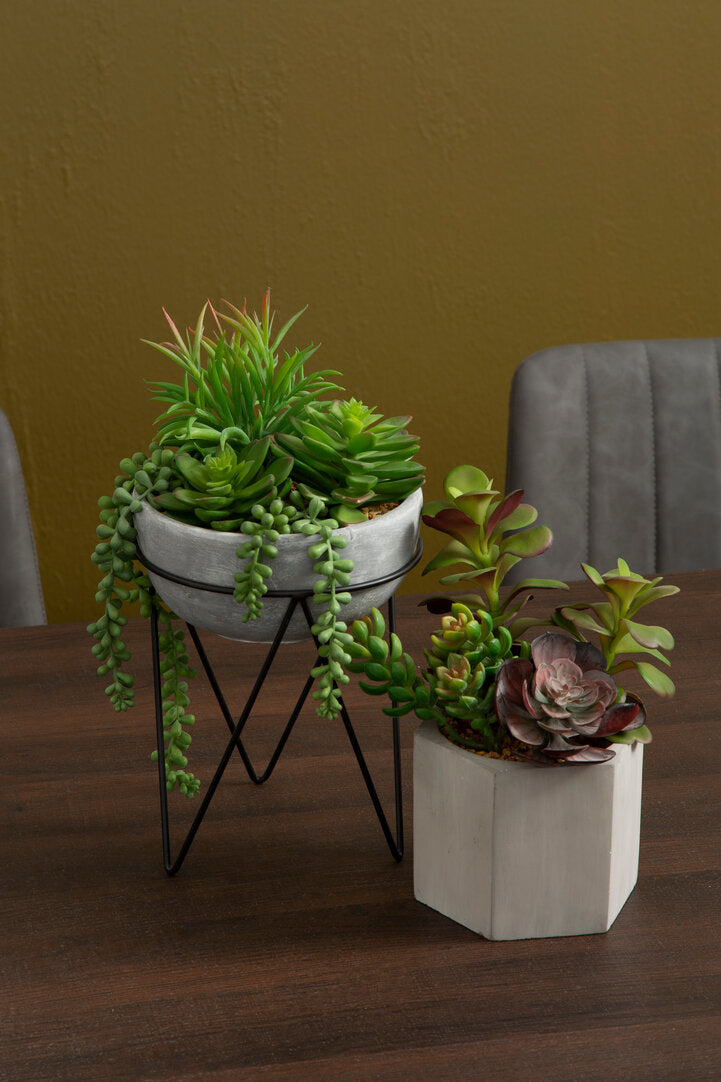 Fiori Mixed Succulent with Metal Stand