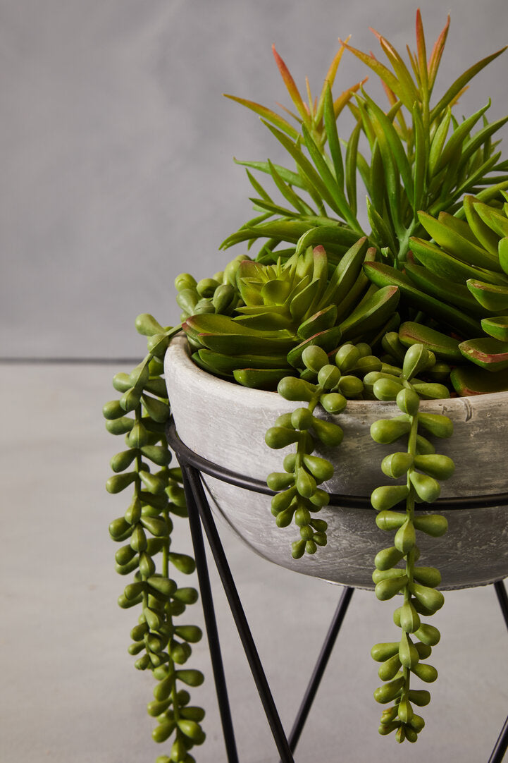 Fiori Mixed Succulent with Metal Stand