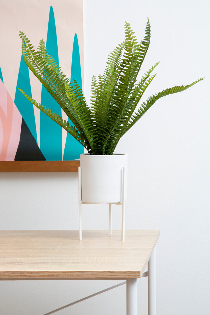 Fiori Fern with White Cement and Iron Pot