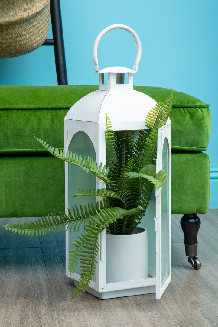 Fiori Fern with White Cement and Iron Pot