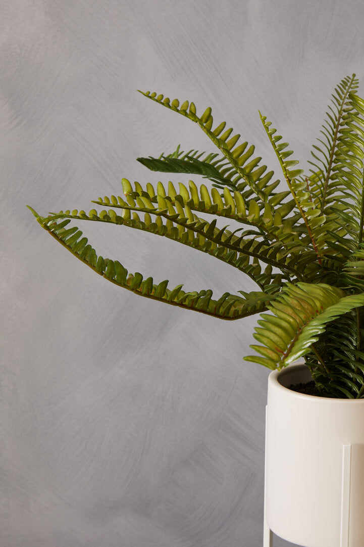Fiori Fern with White Cement and Iron Pot