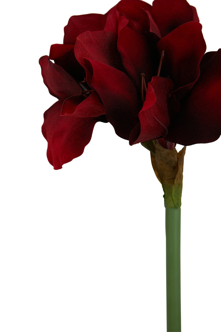 Fiori 72cm Amarylilis Stem Burgundy