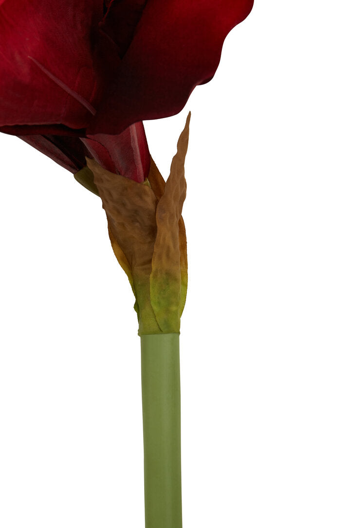 Fiori 72cm Amarylilis Stem Burgundy