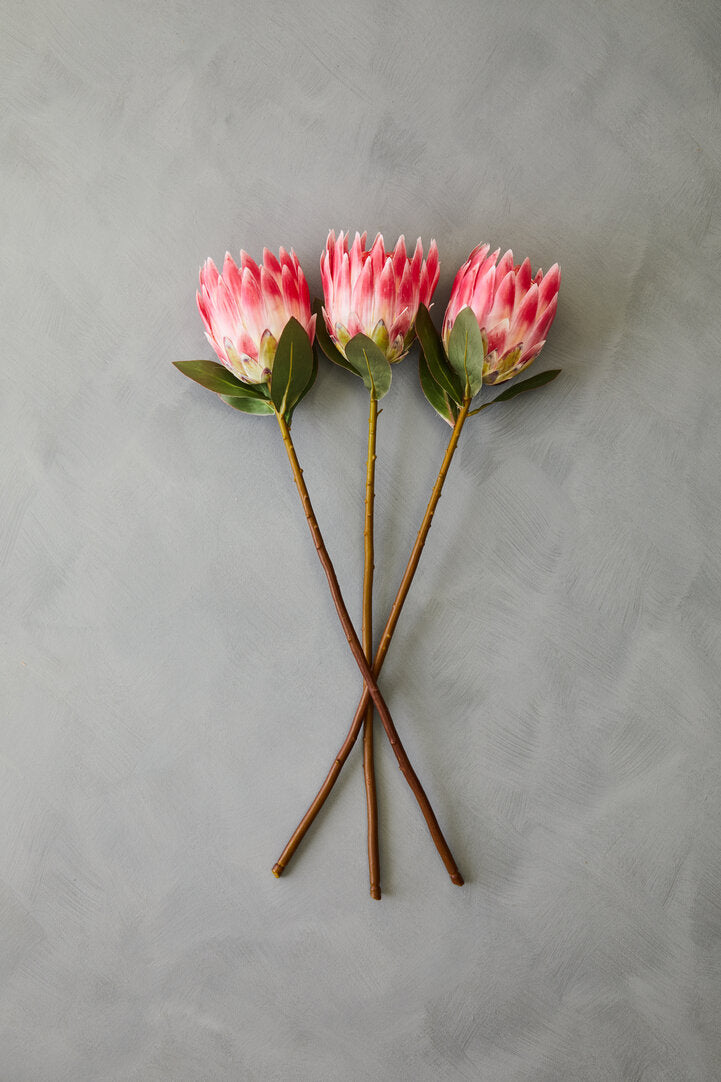 Fiori 72cm Amarylilis Stem Burgundy