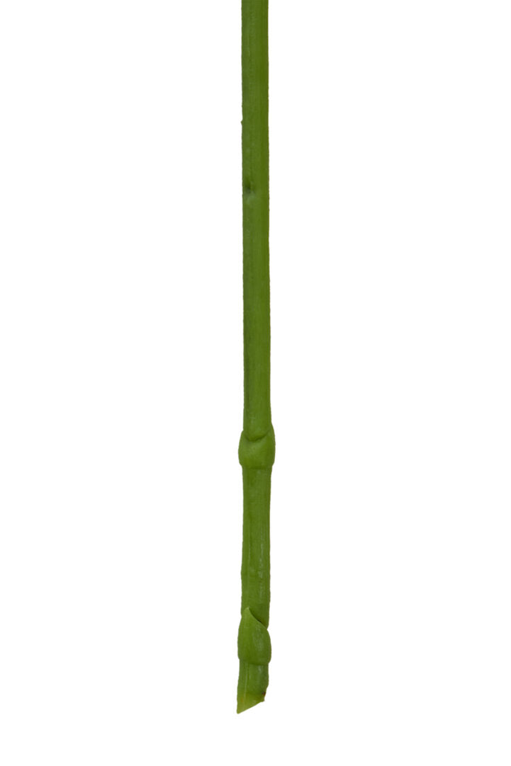 Fiori Artificial flowers 100cm Spray Pink Orchid