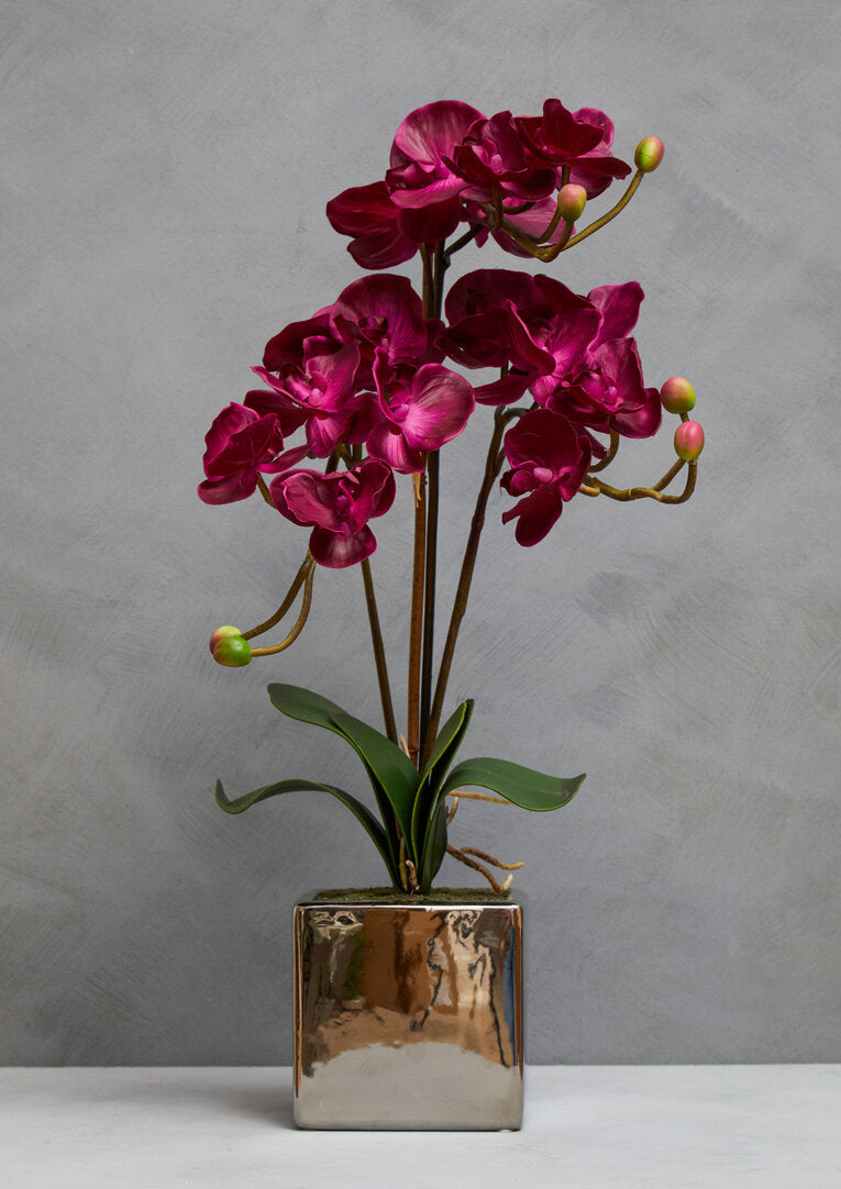 Fiori Aubergine Orchid Plant