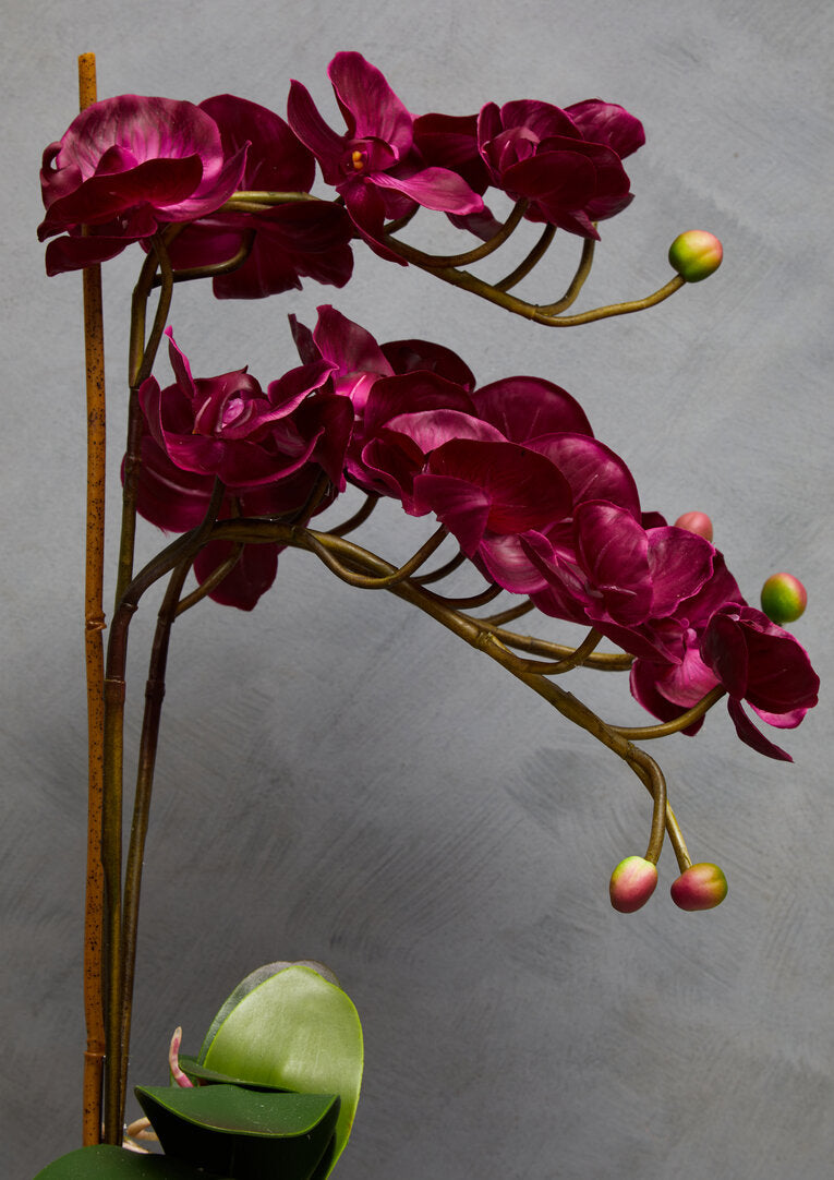 Fiori Aubergine Orchid Plant