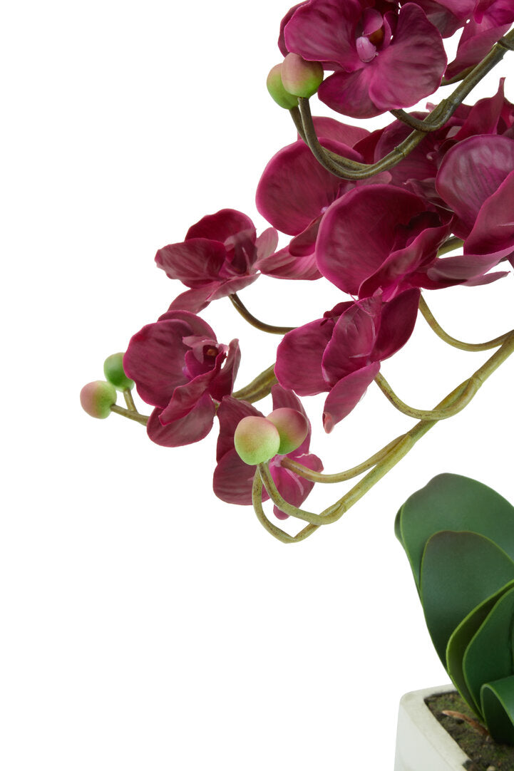 Fiori Aubergine Orchid Plant
