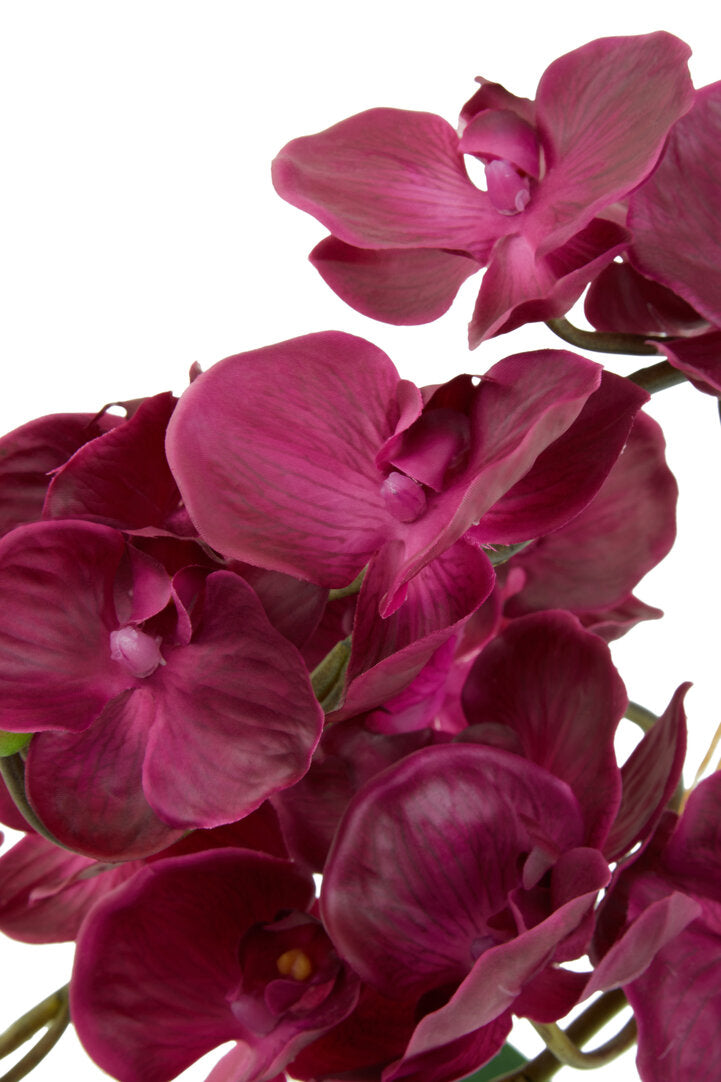 Fiori Aubergine Orchid Plant