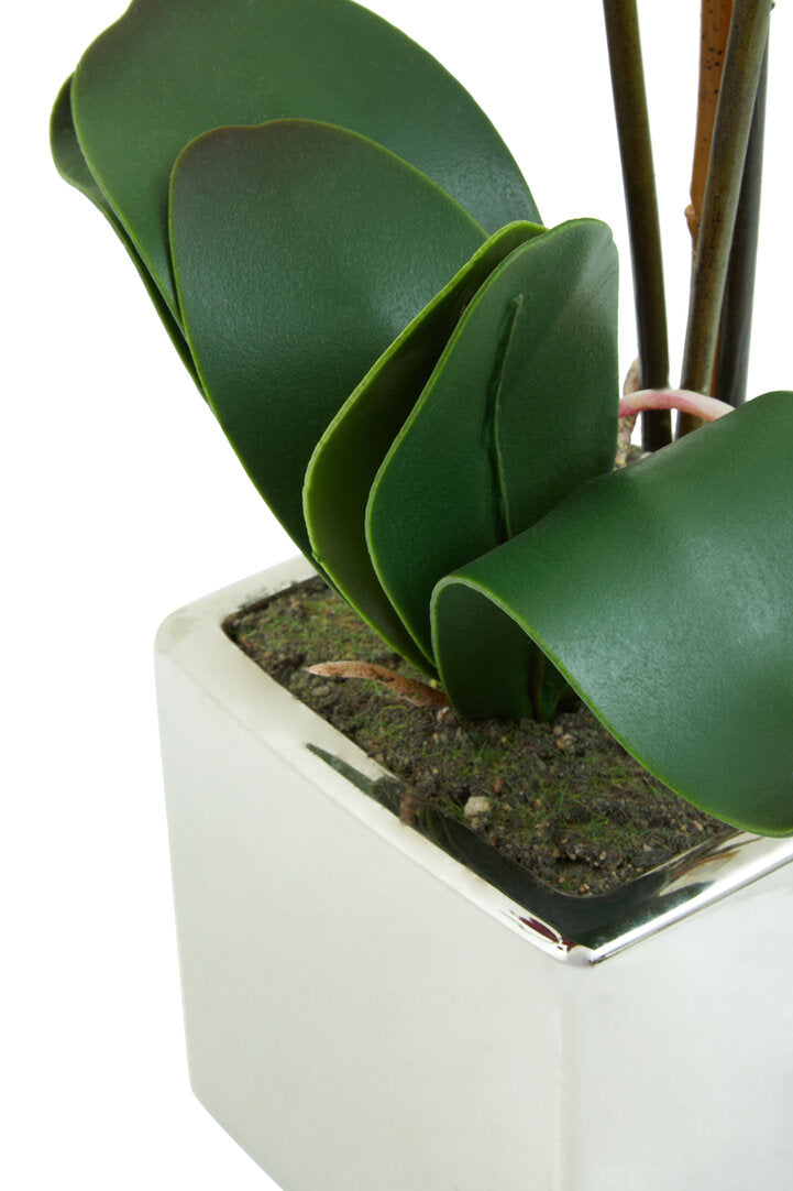 Fiori Aubergine Orchid Plant