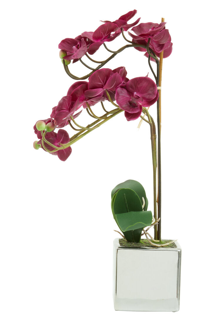 Fiori Aubergine Orchid Plant