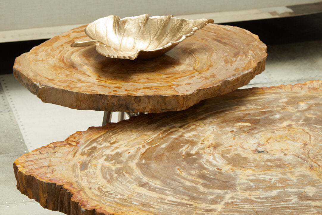 Relic Petrified Wood Coffee Table