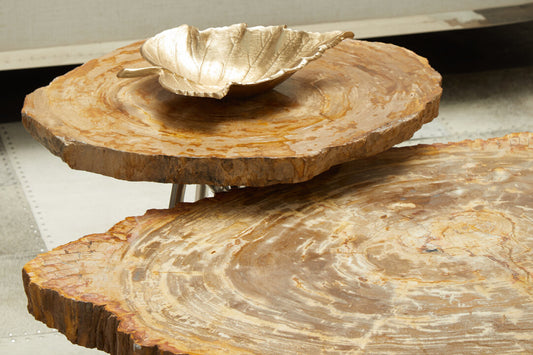 Relic Petrified Wood Coffee Table