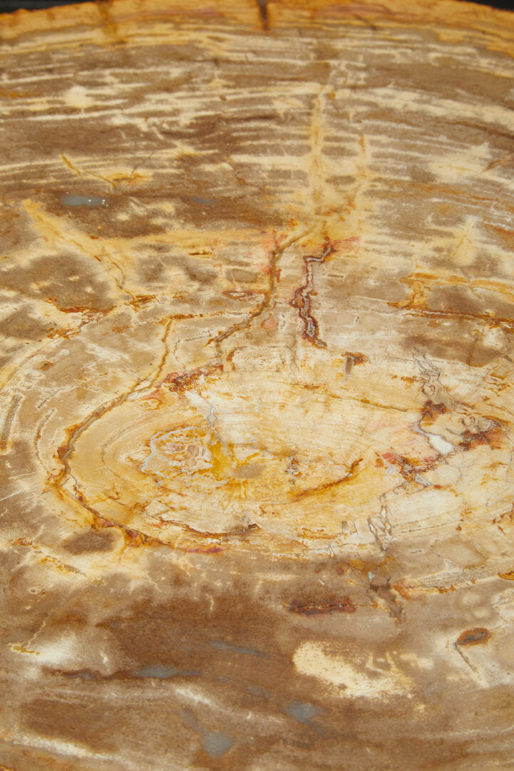 Relic Petrified Wood Coffee Table